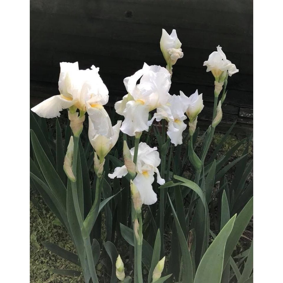 Iris Bearded White Heirloom 1 Rhizome Plant