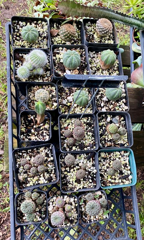 Cactus Assorted Rare $12