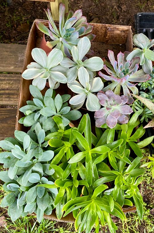 Succulent Assorted 3&quot; Pot - $4