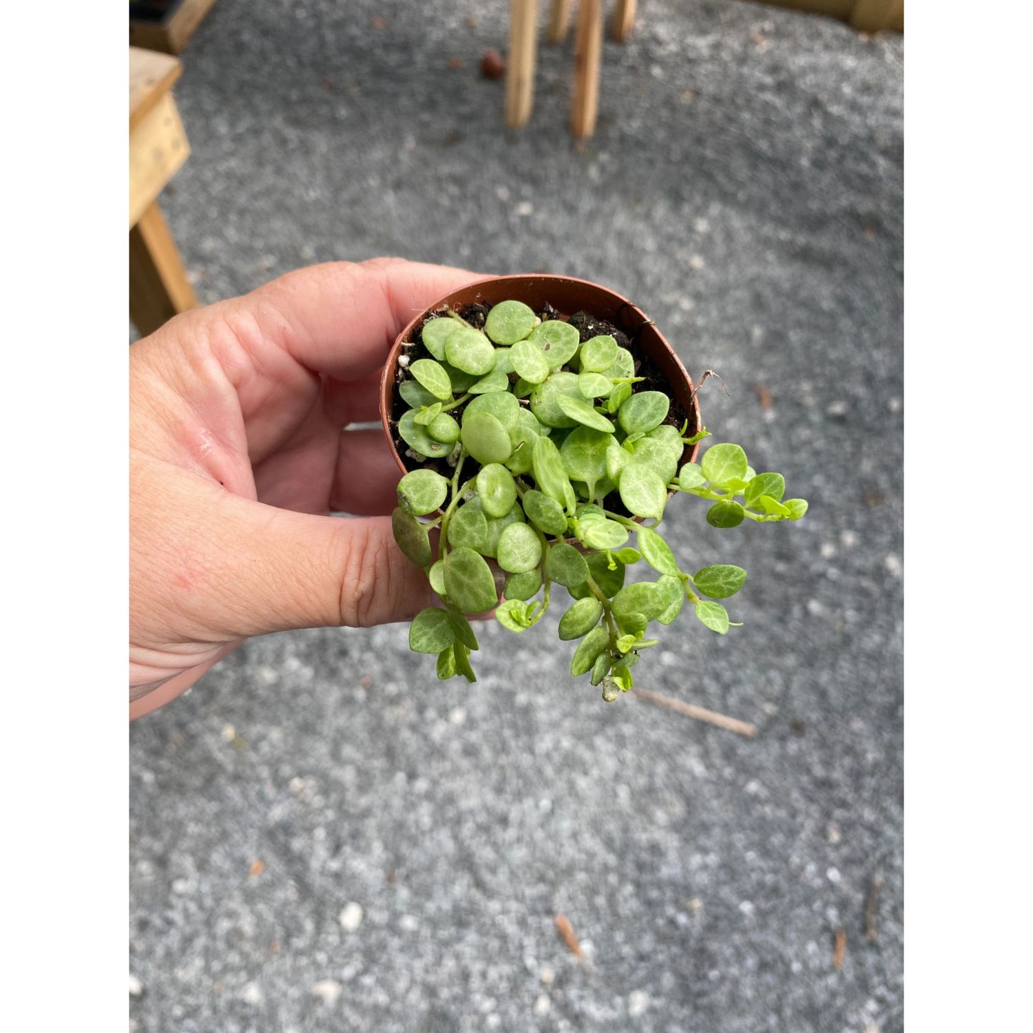 String of Turtles Peperomia Prostrata  2&quot; Pot Live Plant