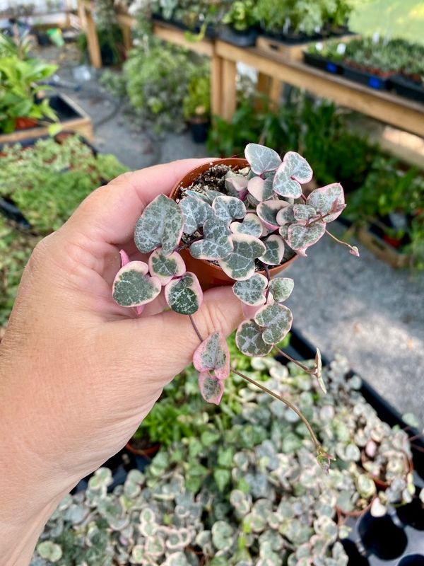 String of Heart Variegated Ceropegia Woodii Succulent 2&quot; Pot Live Plant