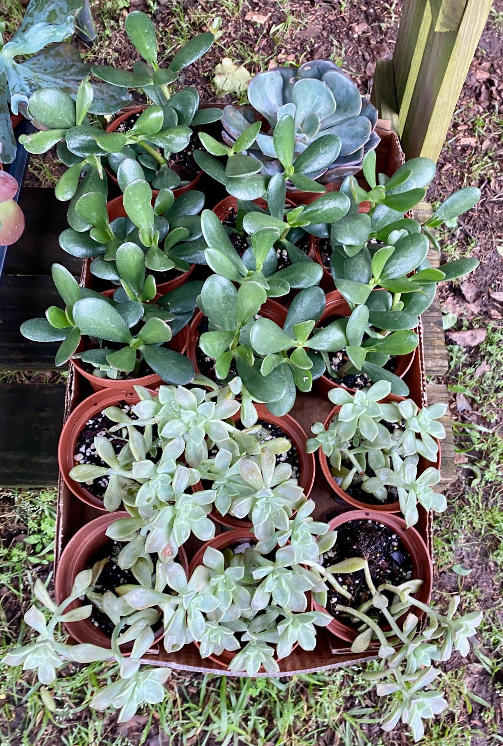 Succulent Assorted Succulent 4&quot; Pot - $5