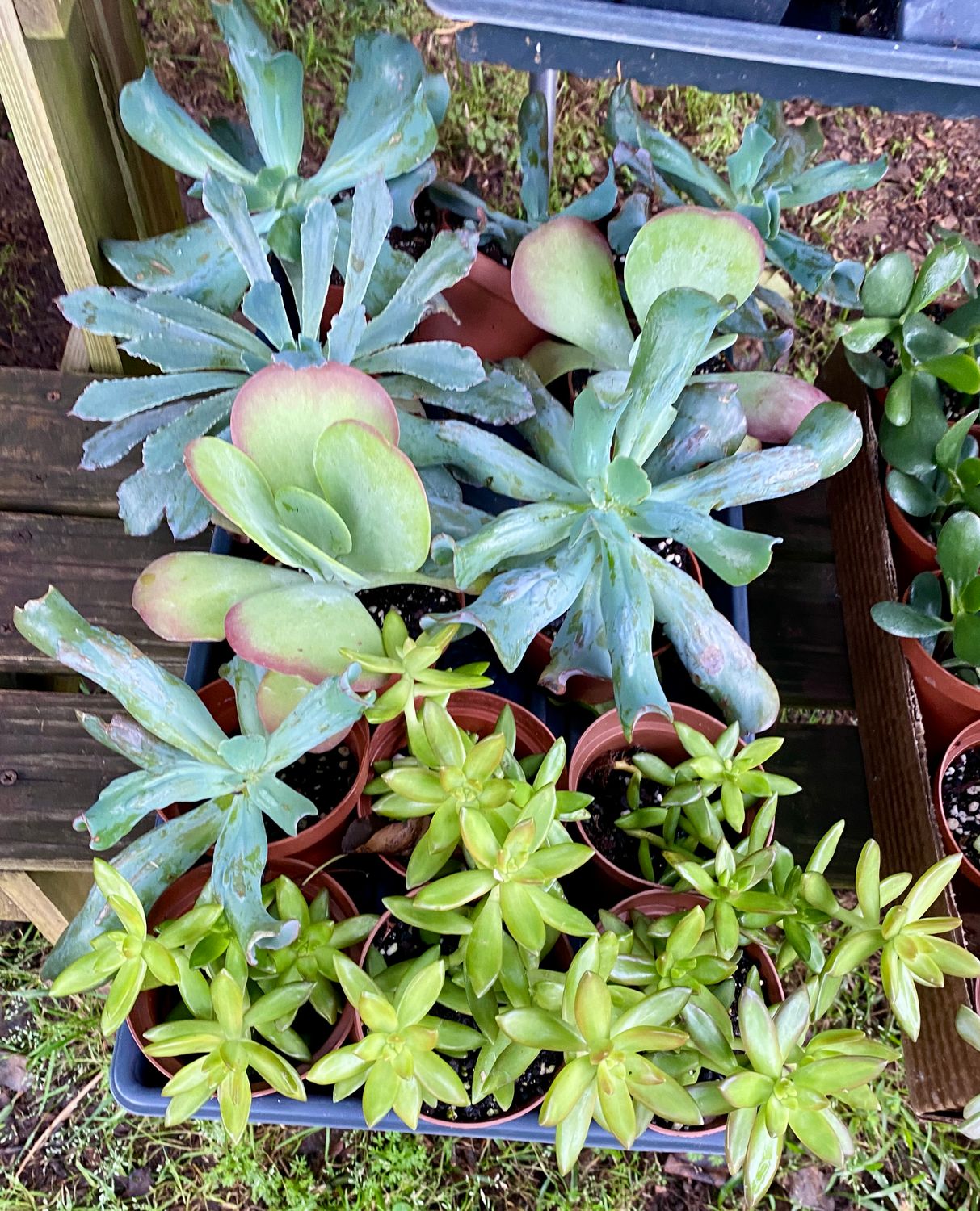 Succulent Assorted 3&quot; Pot - $4