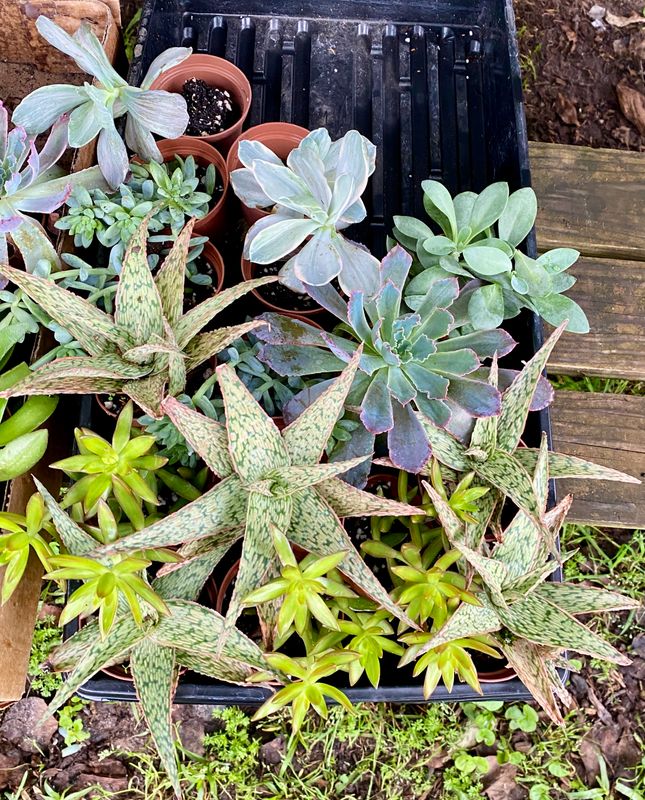 Succulent Assorted Succulent 3&quot; Pot - $4