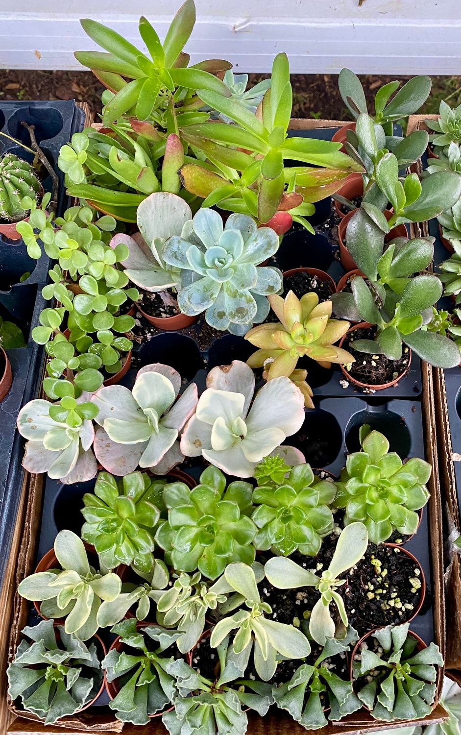 Succulent Assorted 2&quot; Pot - $3