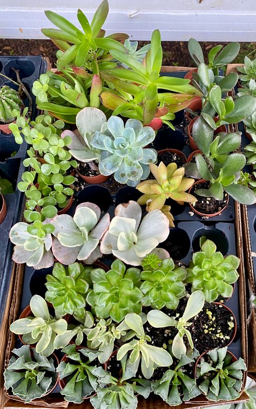 Succulent Assorted 2&quot; Pot - $3