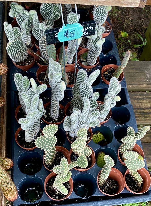 Cactus Bunny Ear Assorted Colors $5