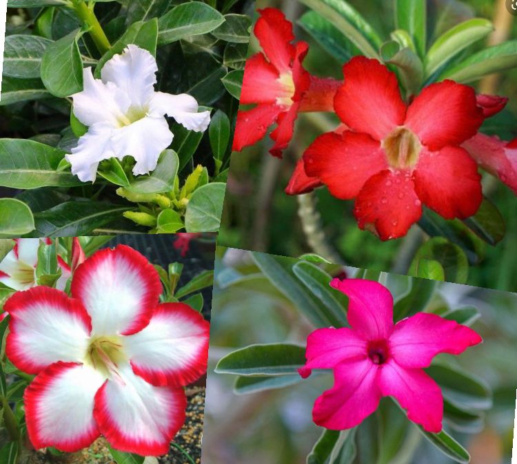 Desert Rose Mystery Color Andenium 2.5” Pot Random Color 1 Plant