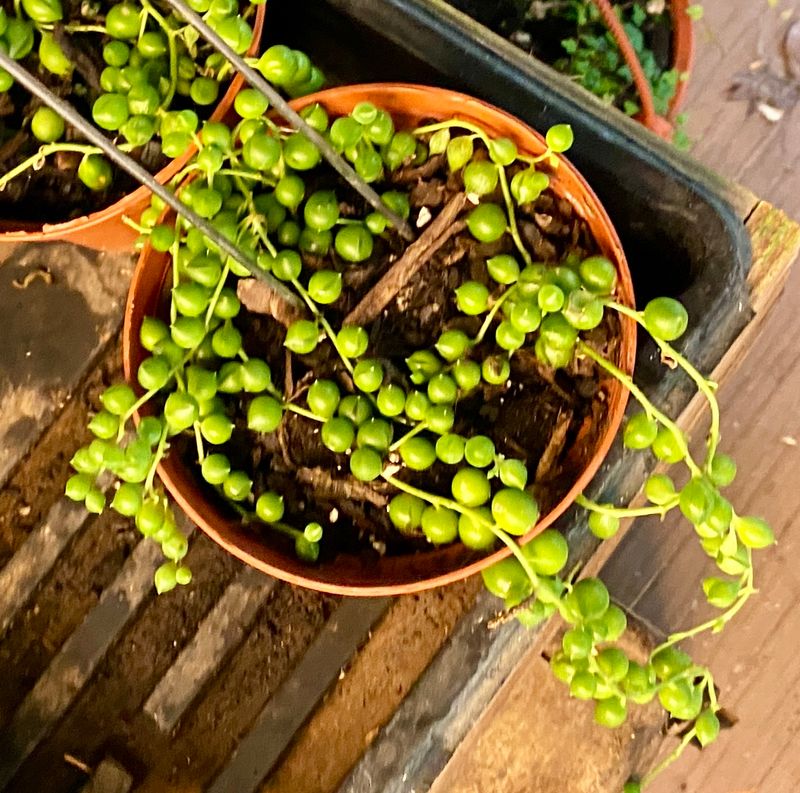 String of Pearls 4&quot; pot - $10