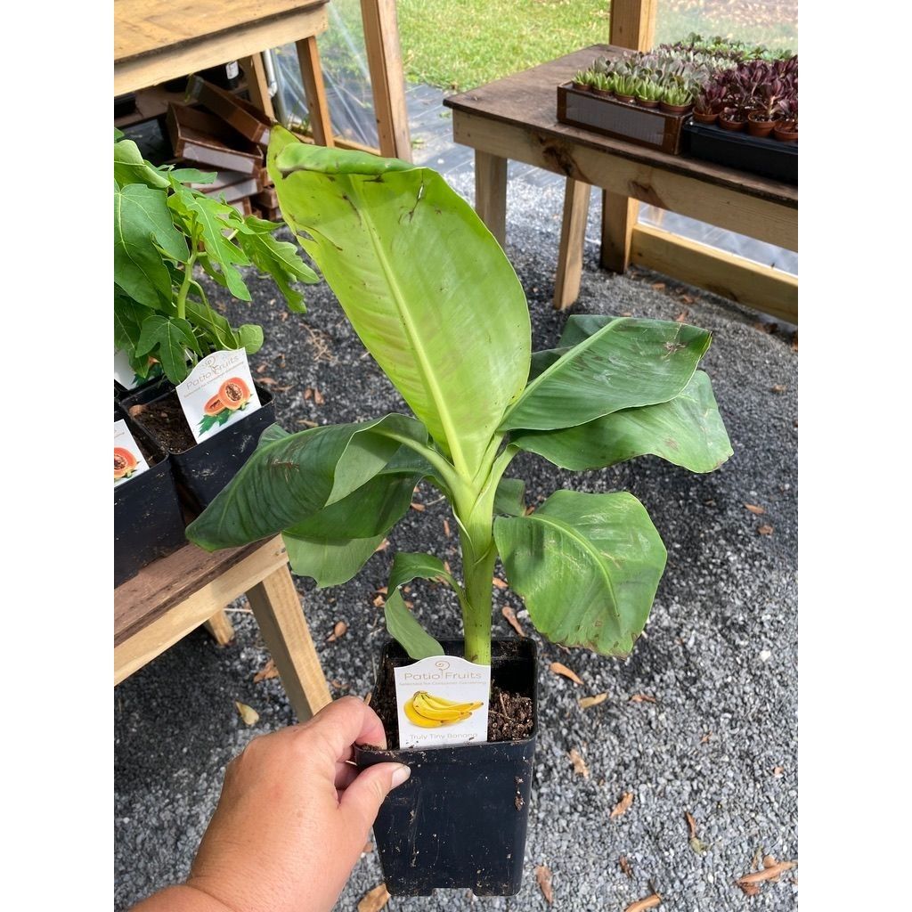 Patio Fruit Banana Plant Musa Truly Tiny Dwarf Banana Tree 4&quot; Pot Live Plant