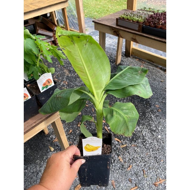 Patio Fruit Banana Plant Musa Truly Tiny Dwarf Banana Tree 4&quot; Pot Live Plant