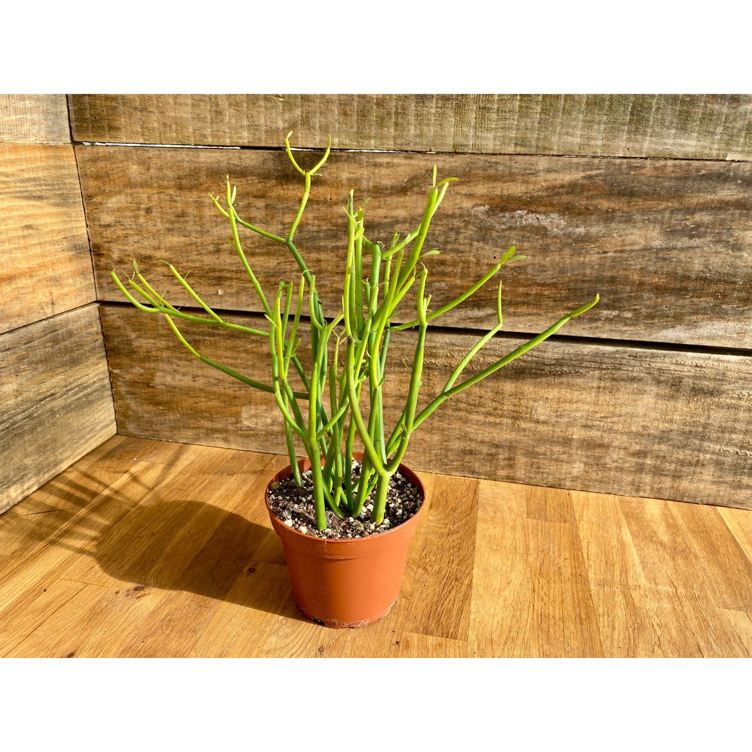 Cactus Fire Stick Red Pencil Tree Sticks of Fire Cactus 4&quot; Pot Live Plant