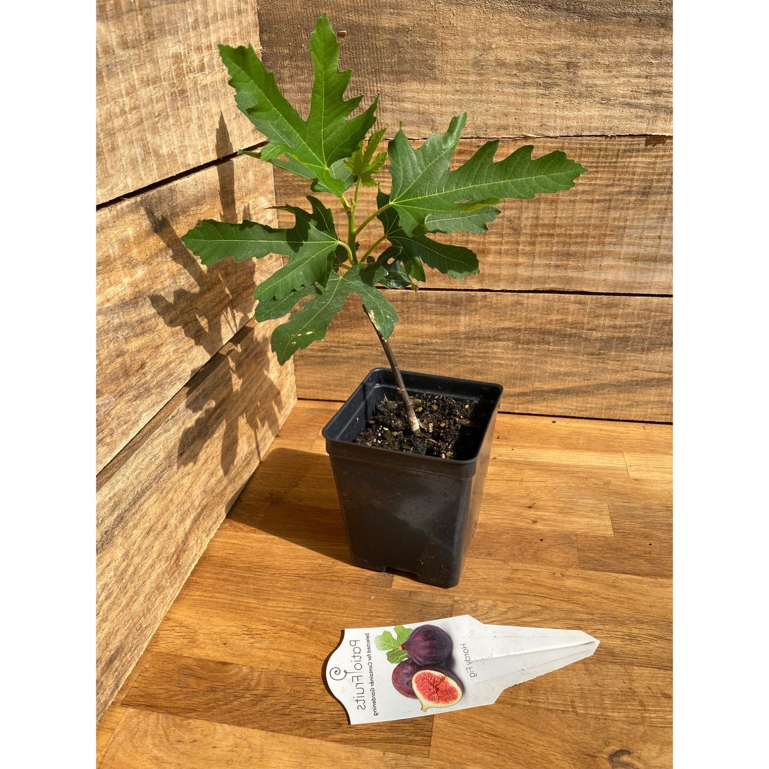 Patio Fruit Fig Tree Chicago Hardy 4&quot; Pot Live Plant