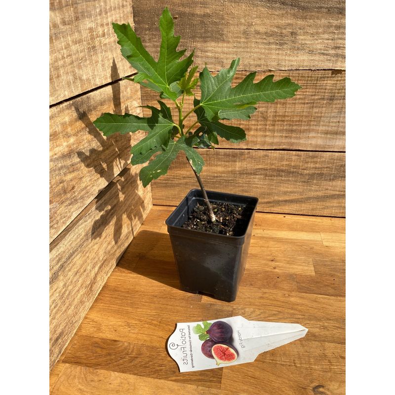 Patio Fruit Fig Tree Chicago Hardy 4&quot; Pot Live Plant