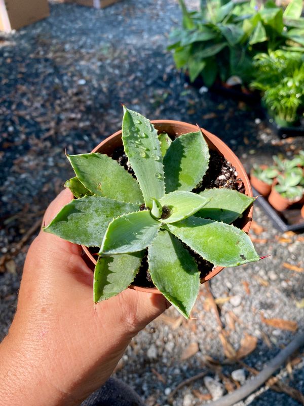 Agave Potatorum Kichiokan Butterfly Agave Green 4&quot; Pot Live Plant
