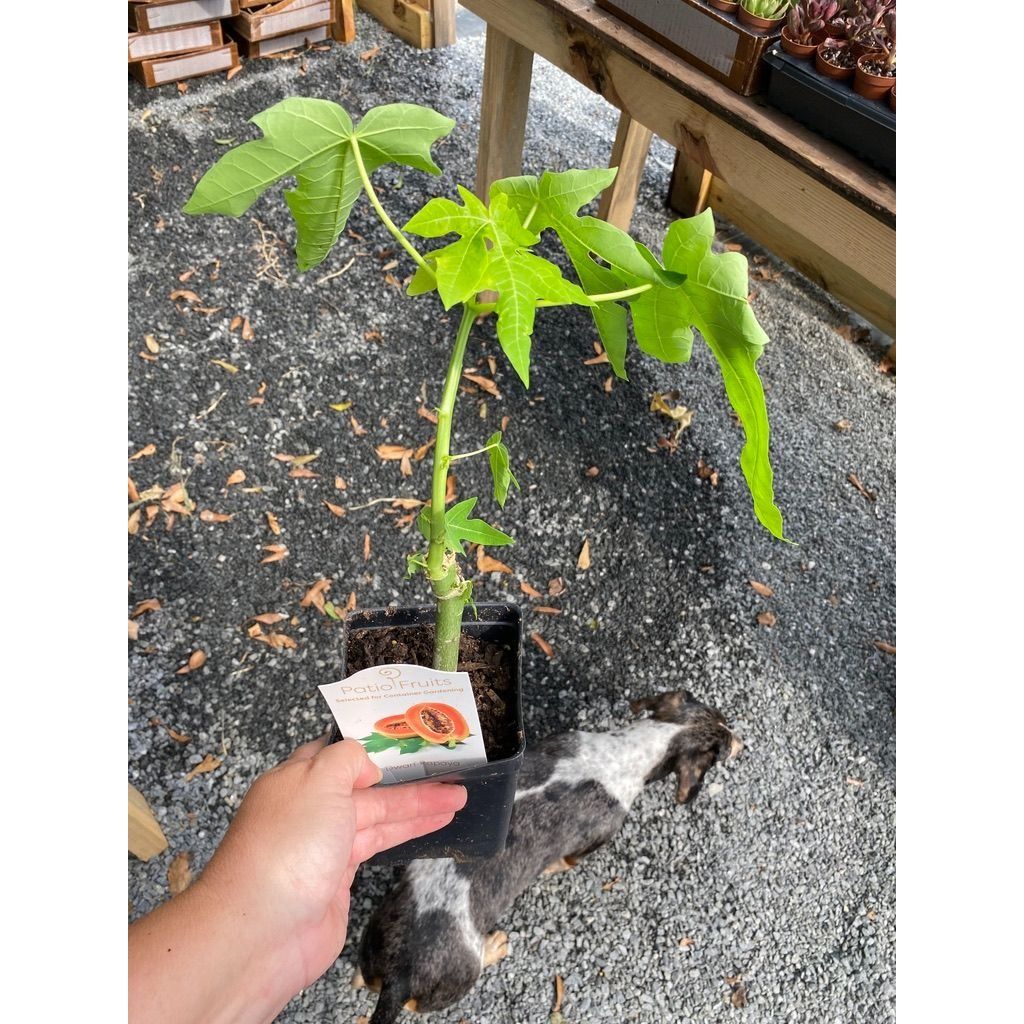 Patio Fruit Papaya Tree Red Lady Dwarf 4&quot; Pot Live Plant