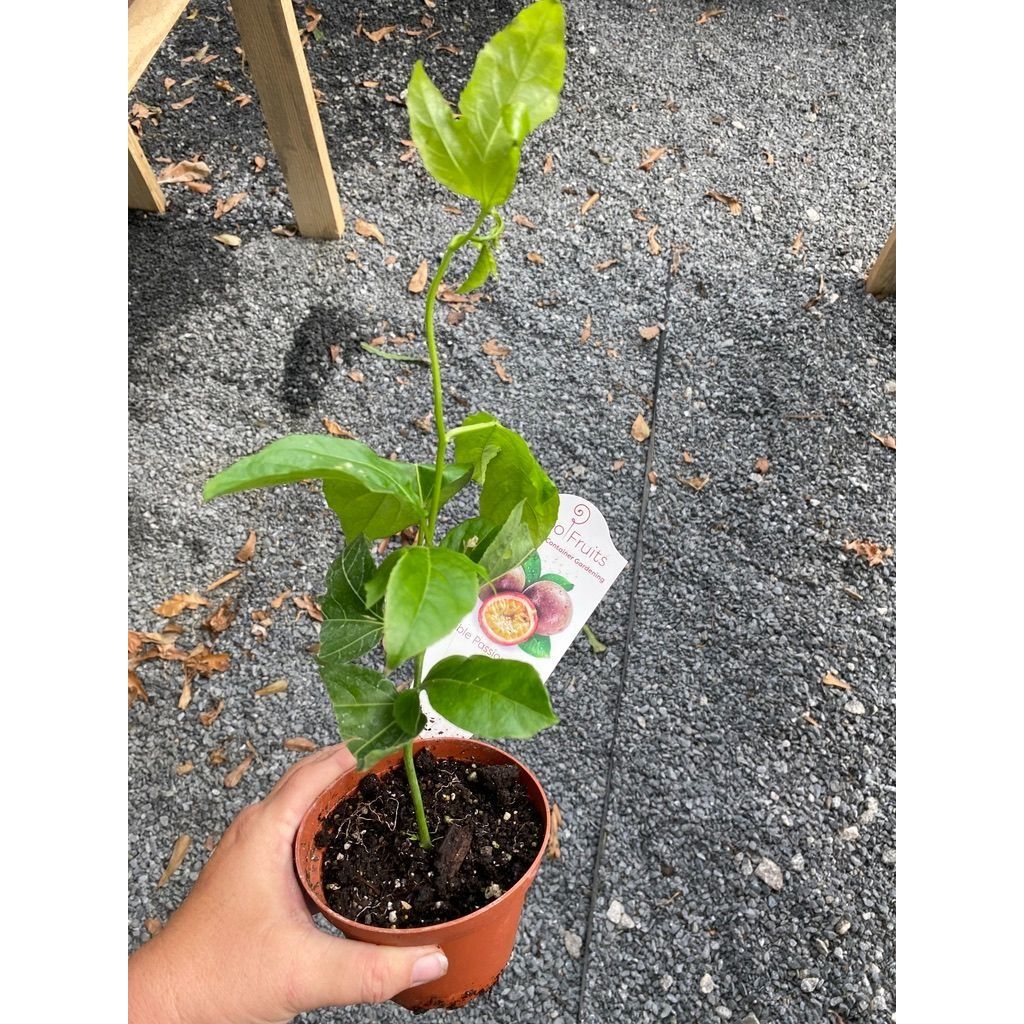 Patio Fruit Passion Fruit Tree Vine 4&quot; Pot Live Plant