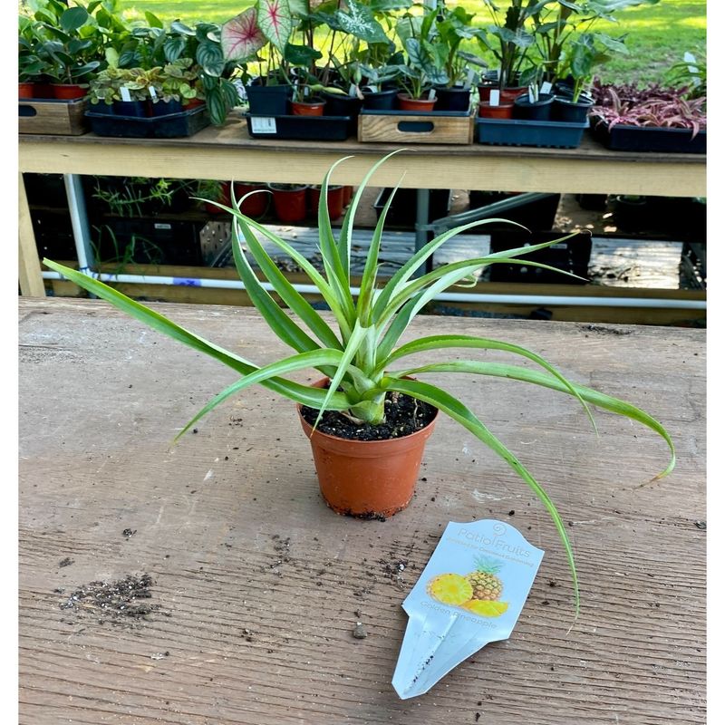 Patio Fruit Pineapple Golden 4&quot; Pot Live Plant