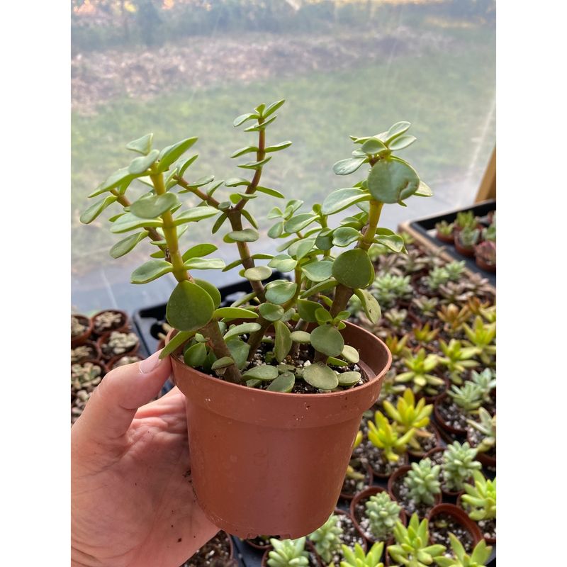 Mini Jade Elephant Bush Portulacaria afra Green aka Spekboom 4&quot; Pot Live Plant