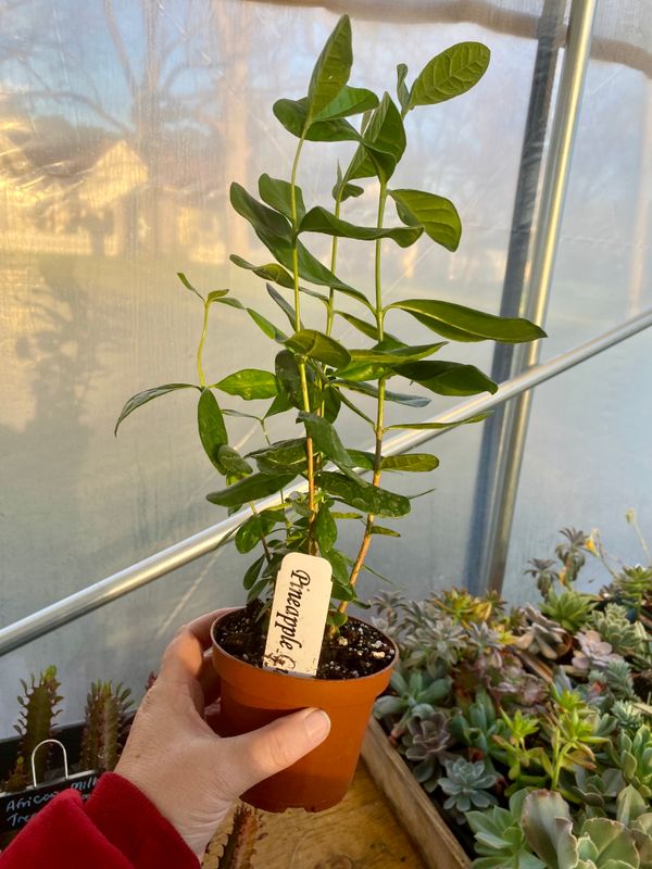Patio Fruit Pineapple Guava Feijoa Sellowiana 4&quot; Pot Live Plant