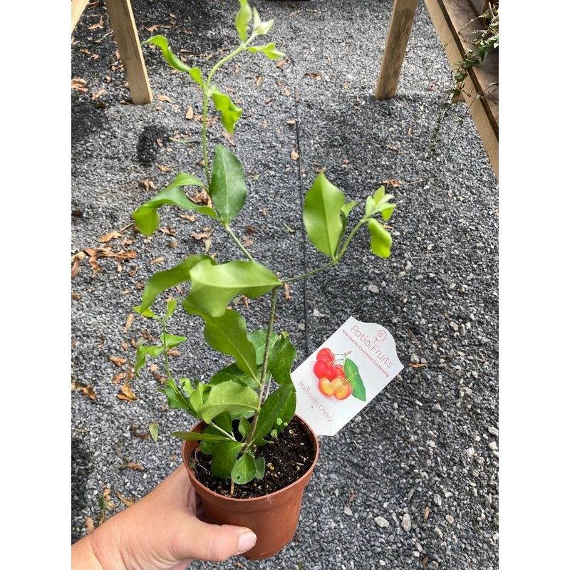 Patio Fruit Cherry Tree Barbados Dwarf 4&quot; Pot Live Plant