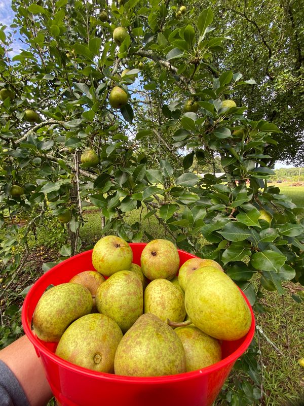 Pears Freshly Picked - Great for canning!