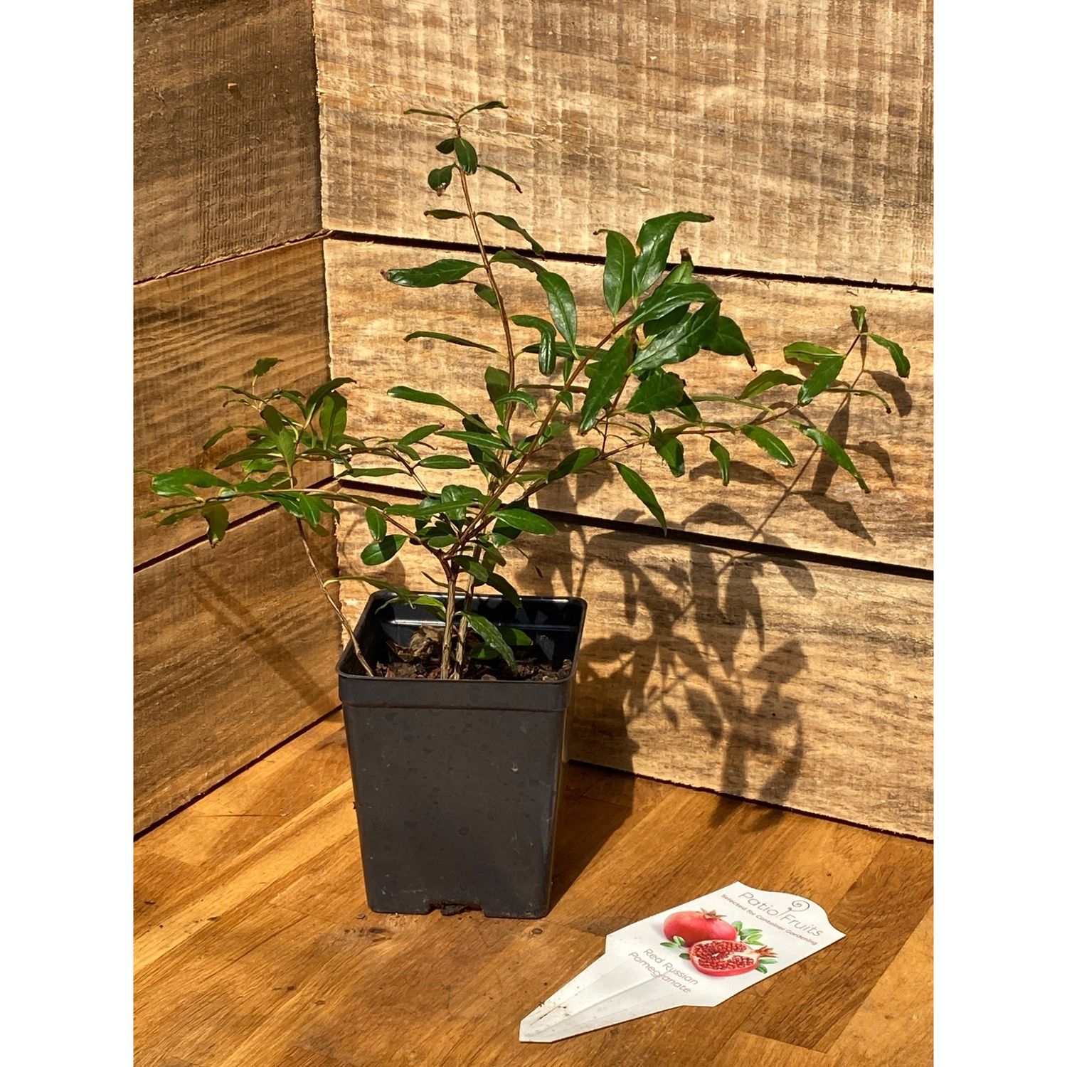 Patio Fruit Pomegranate Red Russian Dwarf 4&quot; Pot Live Plant