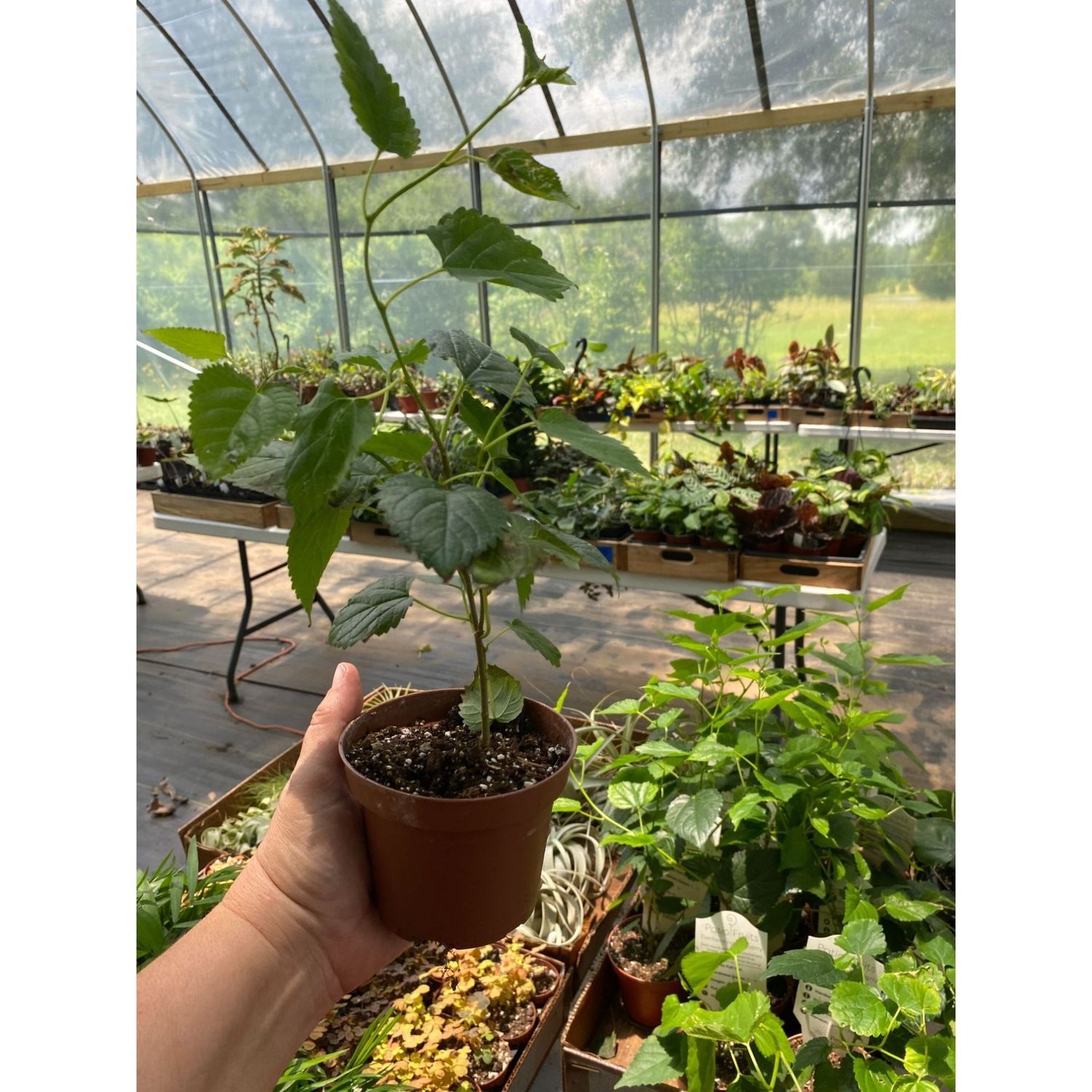 Patio Fruit Mulberry Bush or Morus Nigra Dwarf Fruit Tree 4&quot; Pot Live Plant