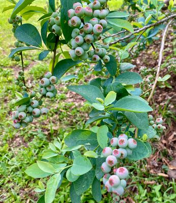 Fruit Trees