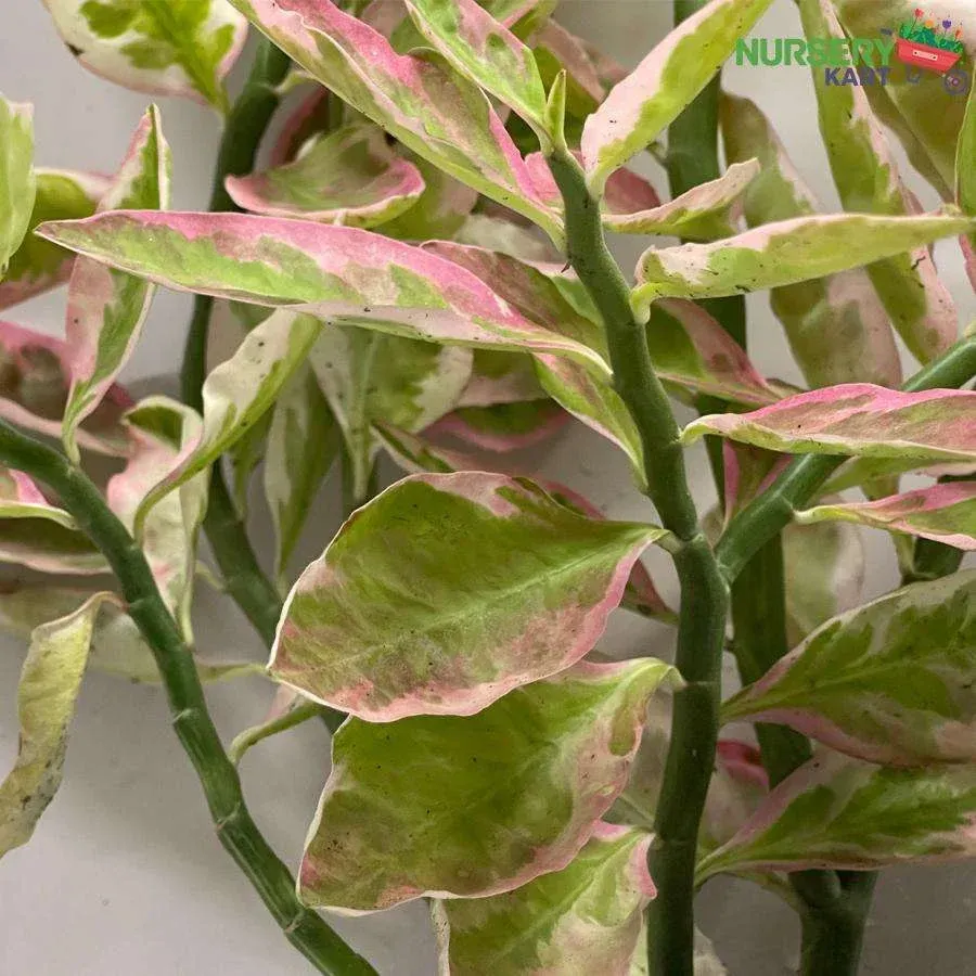 Devil&#39;s Backbone Euphorbia Variegated