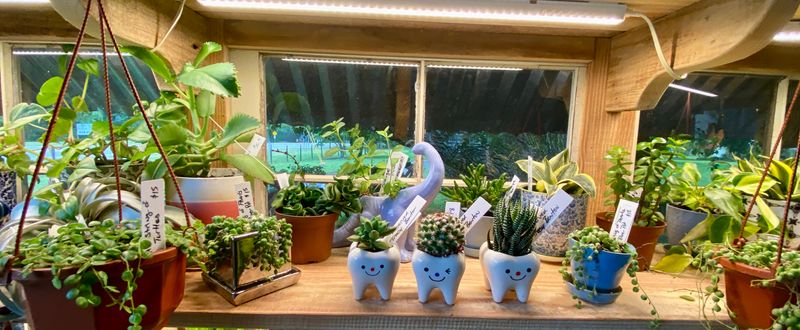Assorted Potted Plants Available in the Farm Stand