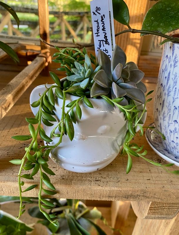 Assorted Potted Plants Available in the Farm Stand