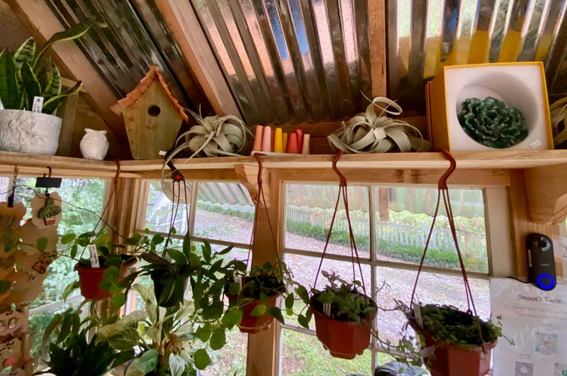 Assorted Potted Plants Available in the Farm Stand