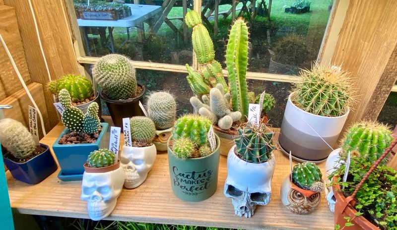Assorted Potted Plants Available in the Farm Stand