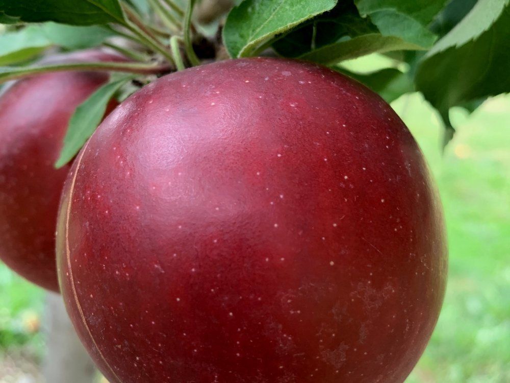 Apple Tree Arkansas Black - 5 Gallon