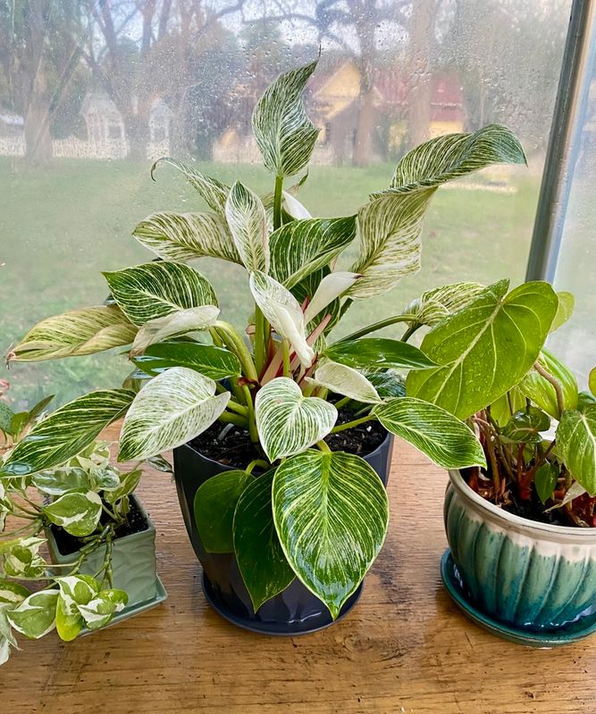 Philodendron Birkin Pre Potted Plant