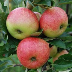 Apple Tree Yates - 5 Gallon