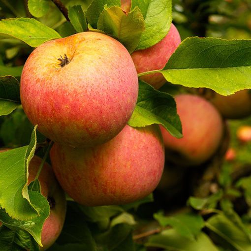 Apple Tree Fuji - 5 Gallon