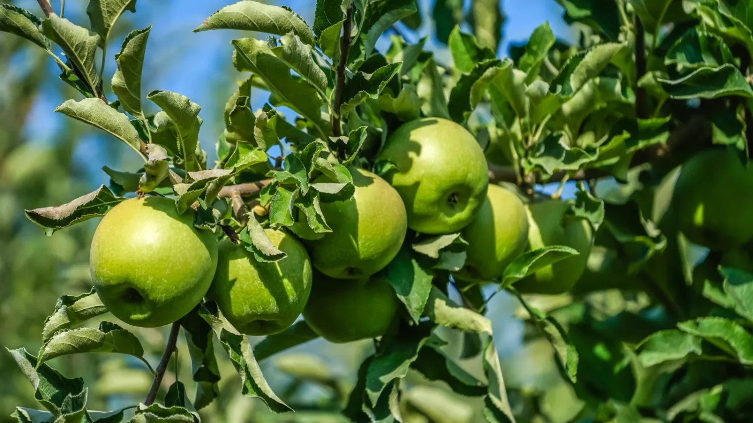 Apple Tree Granny Smith - 5 Gallon