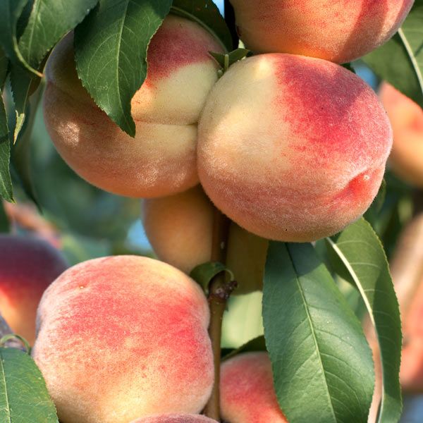 Peach Tree Belle of Georgia - 5 Gallon