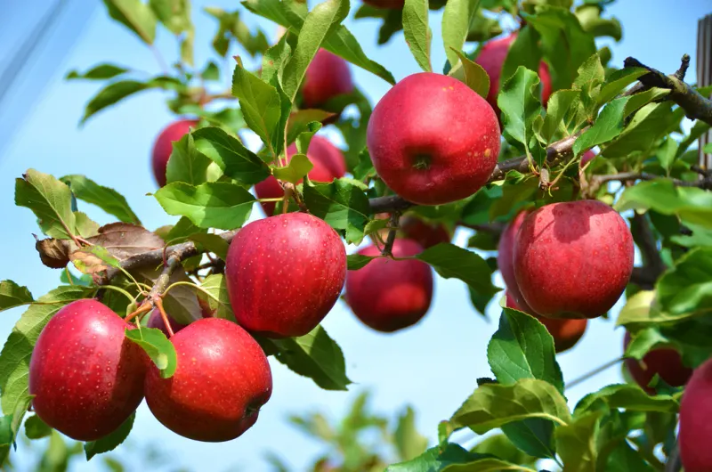 Apple Tree Stayman (Winesap) - 5 Gallon