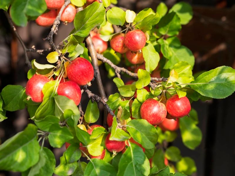 Crabapple Tree Callaway - 5 Gallon