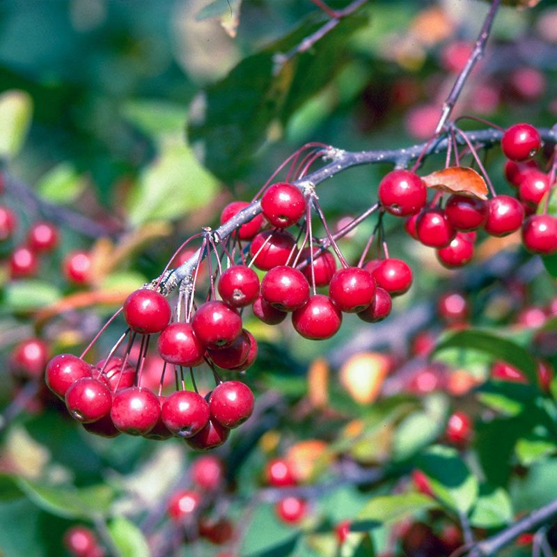 Crabapple Tree Robinson - 5 Gallon