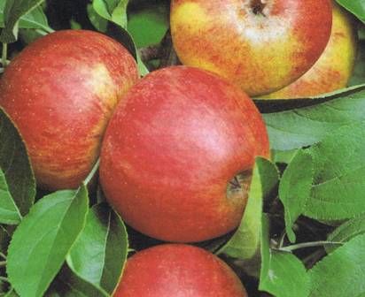 Crabapple Tree Whitney - 5 Gallon
