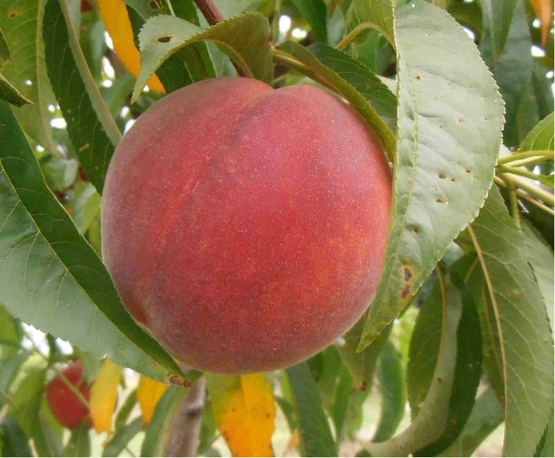 Peach Tree Carored - 5 Gallon