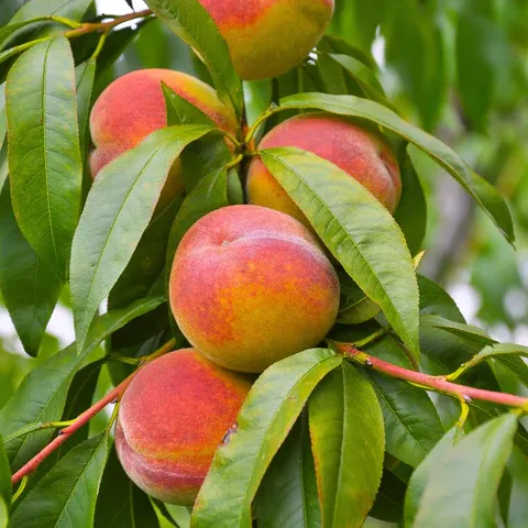 Peach Tree Elberta - 5 Gallon