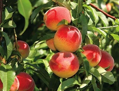 Peach Tree Red Haven - 5 Gallon