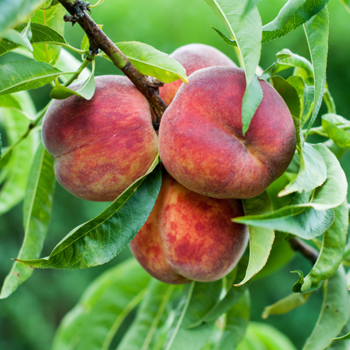 Peach Tree Ruby Prince - 5 Gallon