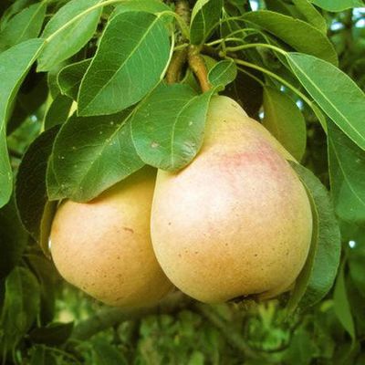 Pear Trees