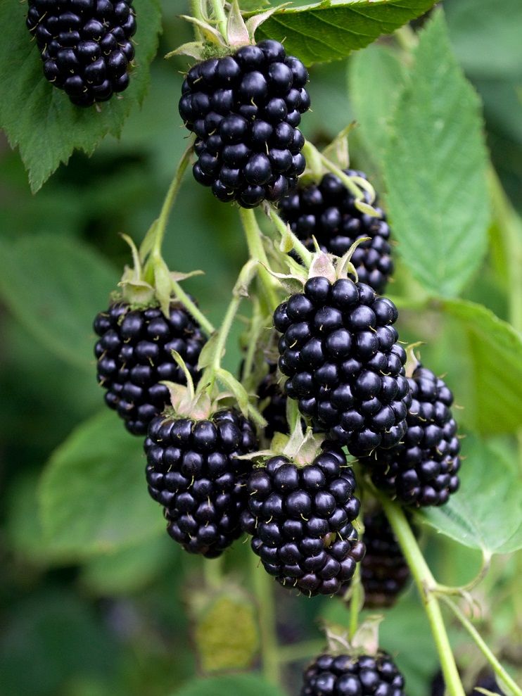Blackberry Plant Apache - 1 Gallon